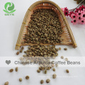 Chinese Arabica coffee beans Yunnan origin coffee beans